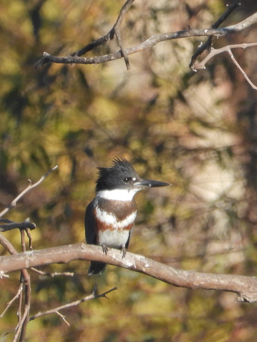 Martin handi iparramerikarra - ML645037100