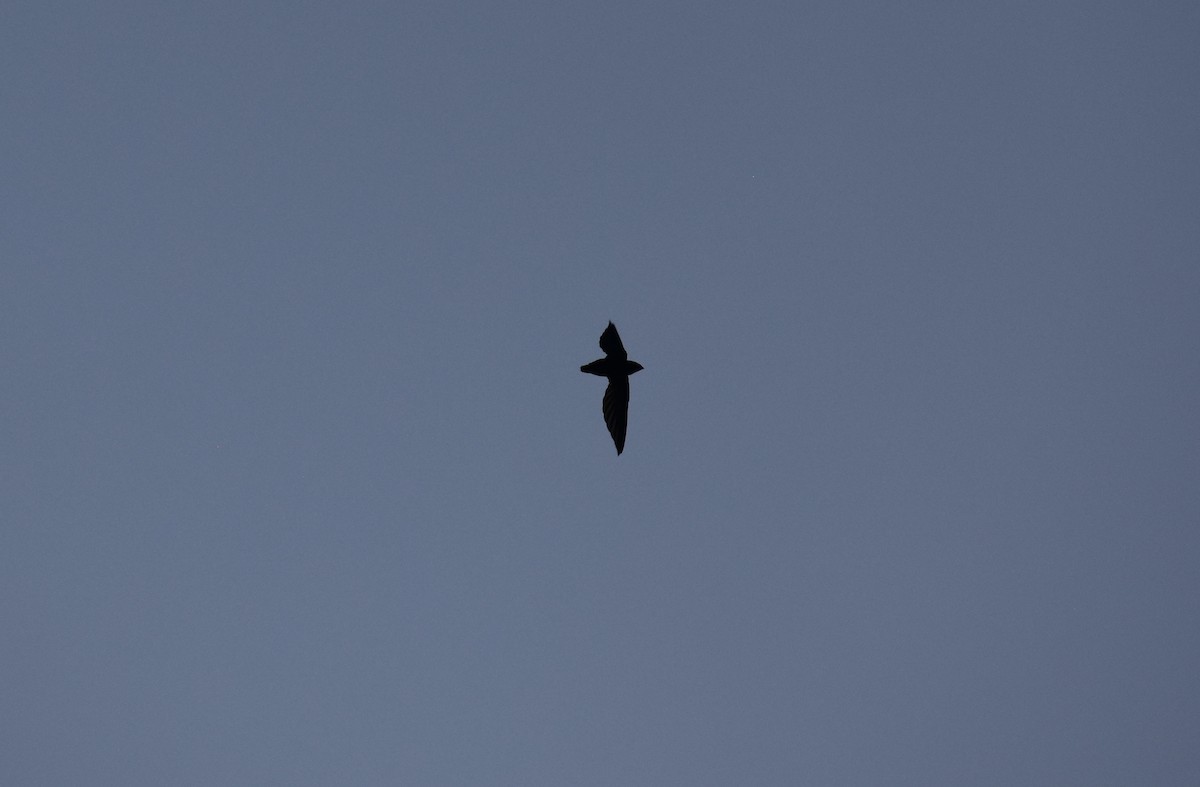 Philippine Spinetail - ML645037104