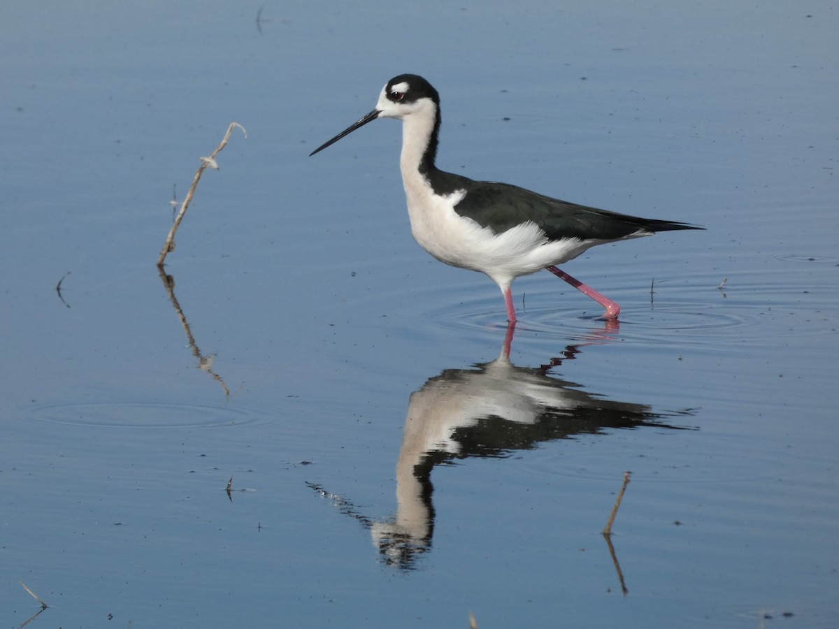 Black-necked Stilt - ML645037110
