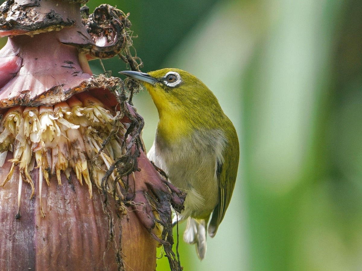 日菲繡眼 - ML645037111