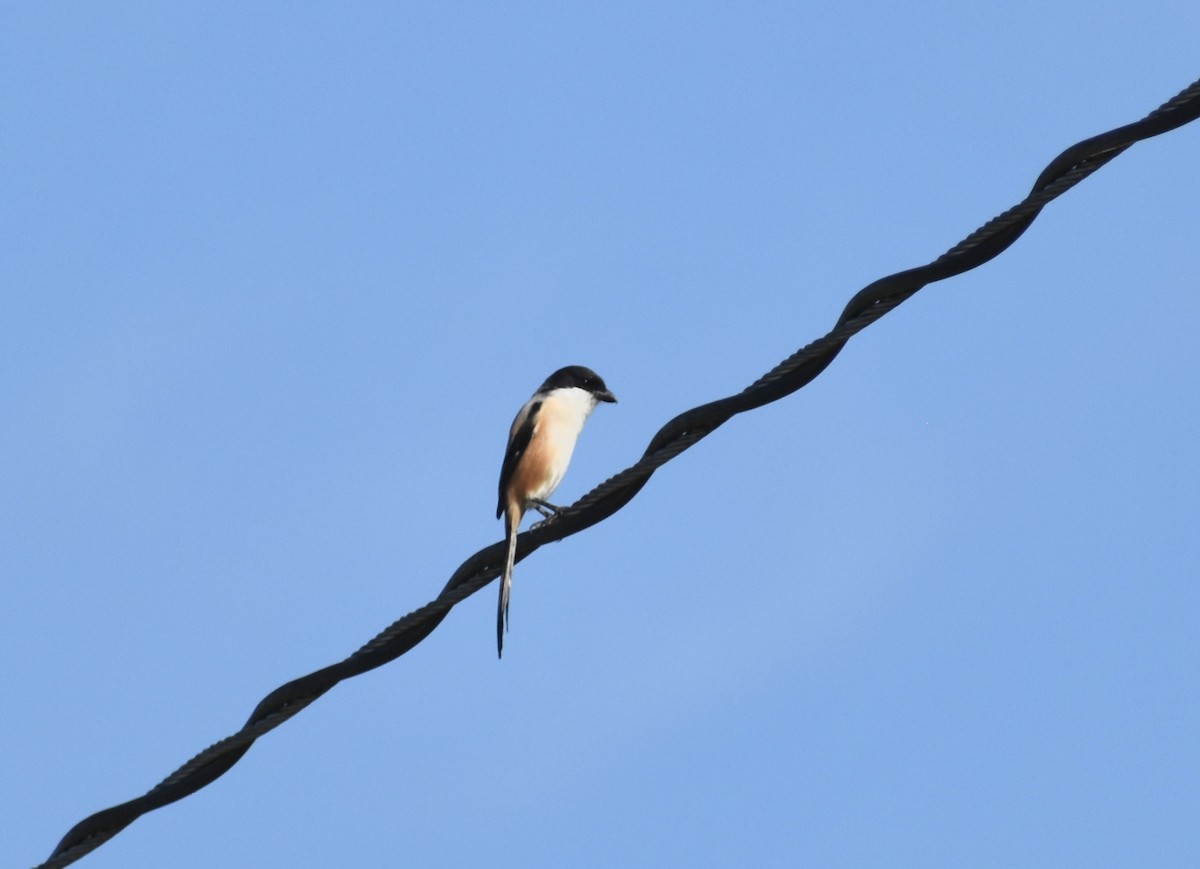 Long-tailed Shrike (nasutus Group) - ML645037113