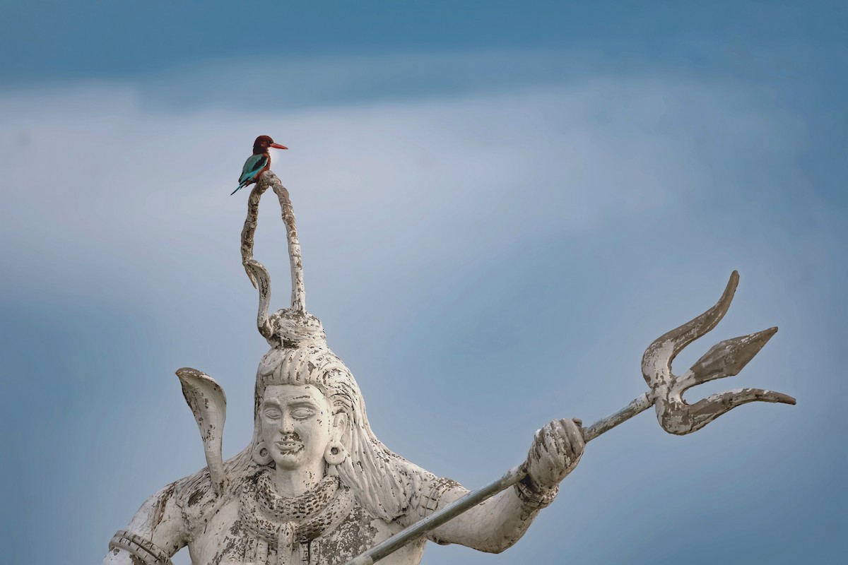 White-throated Kingfisher - ML645037114