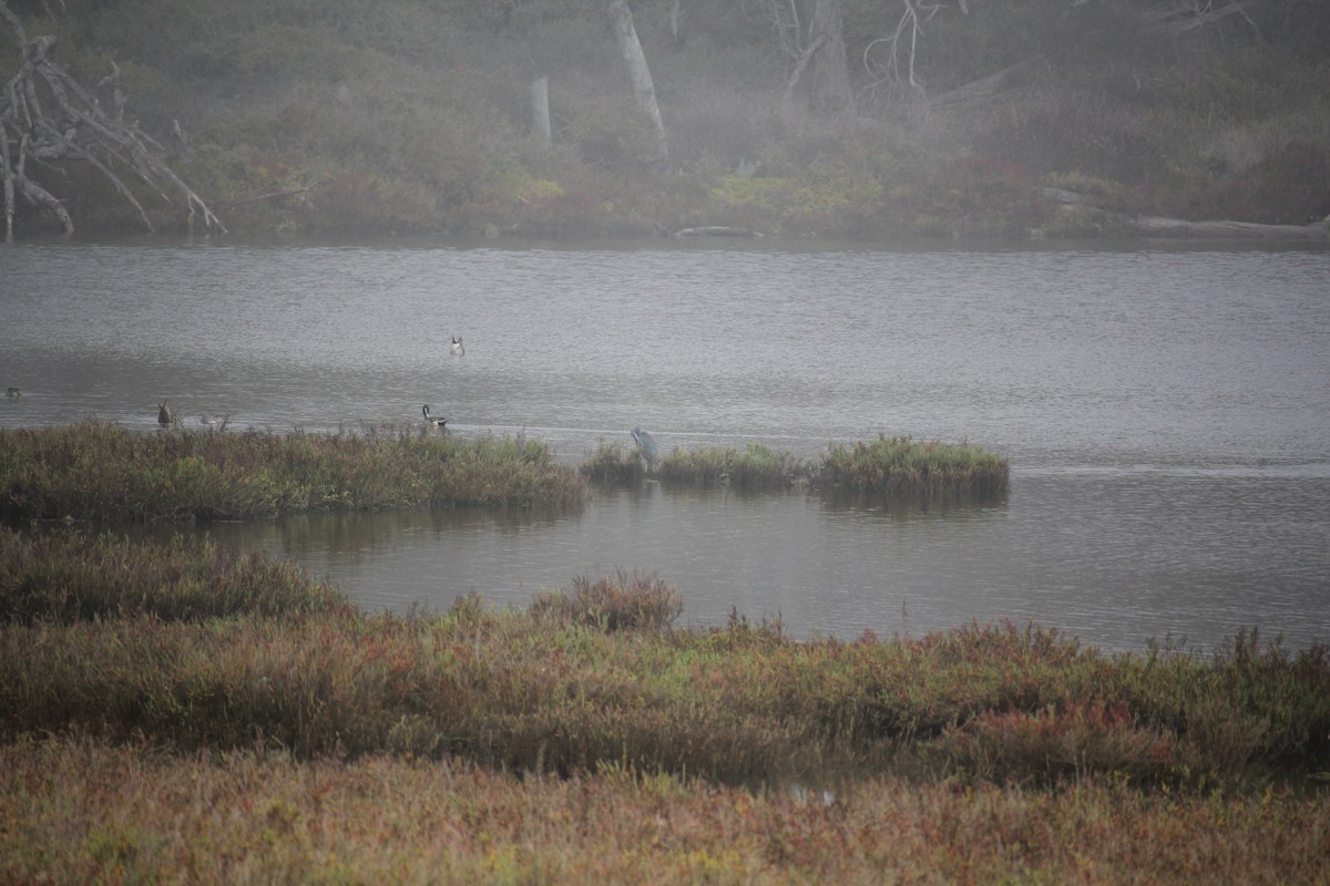 Little Blue Heron - ML645037116