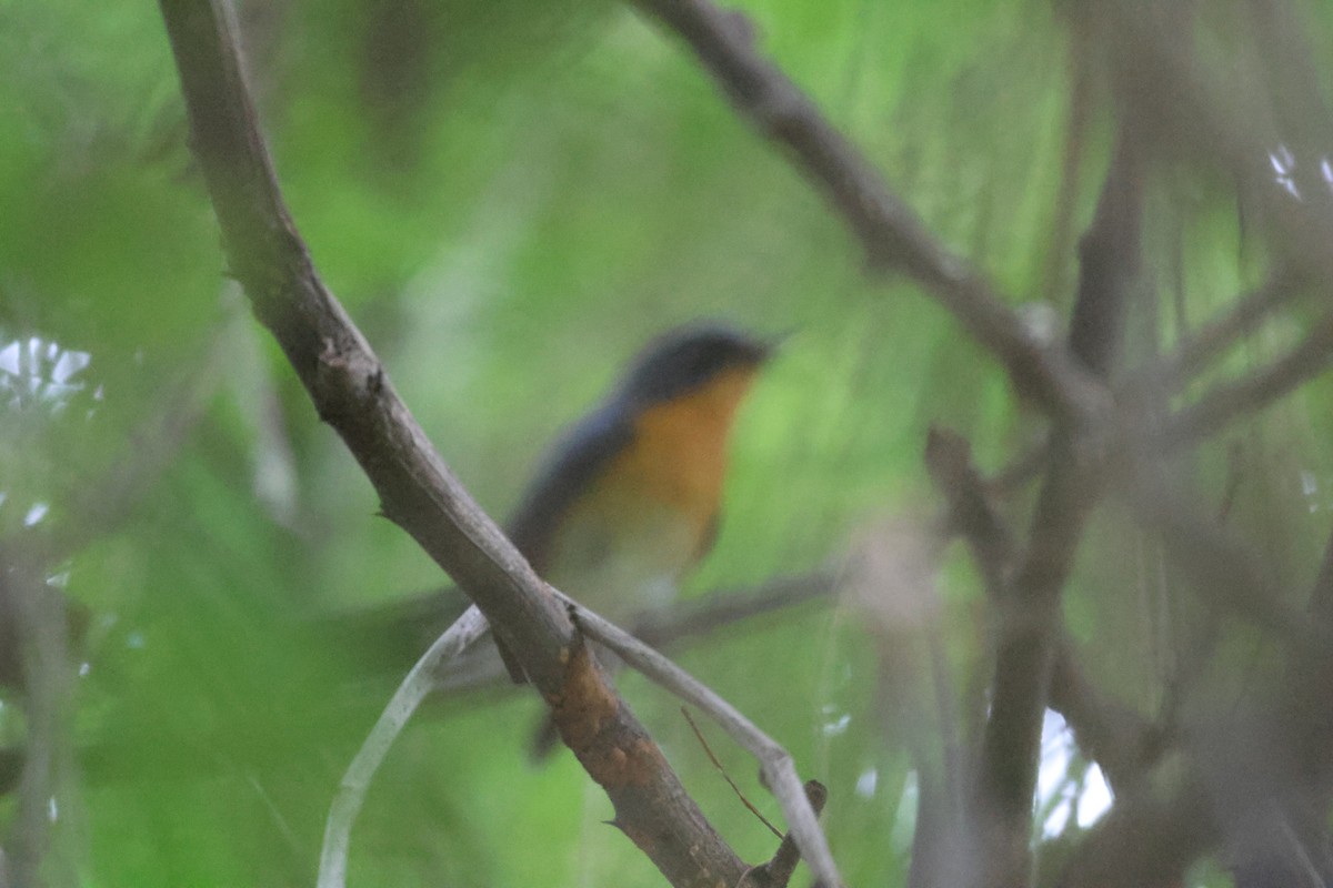 Hill Blue Flycatcher - ML645037117