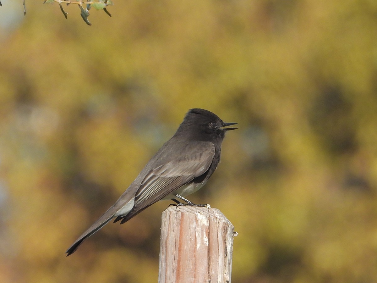 Black Phoebe - ML645037120