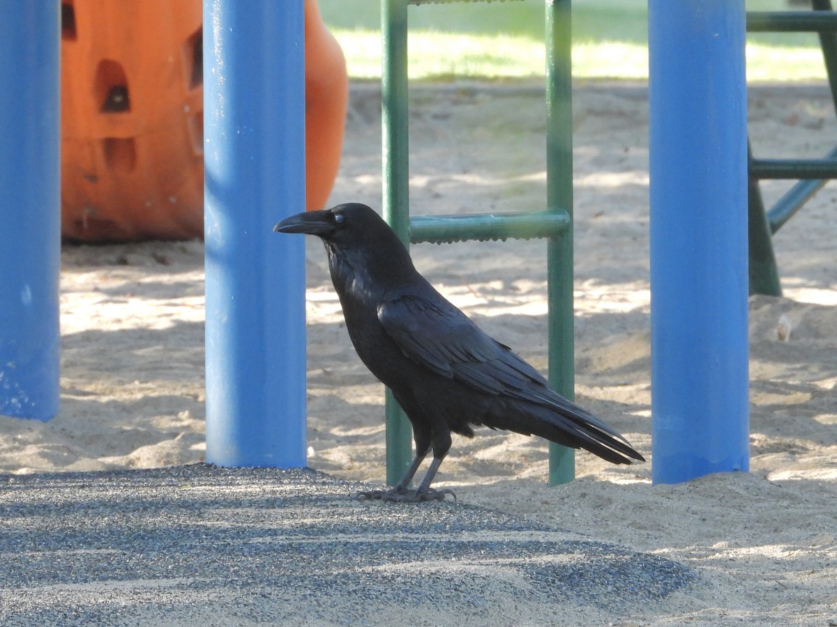 Cuervo Grande - ML645037128