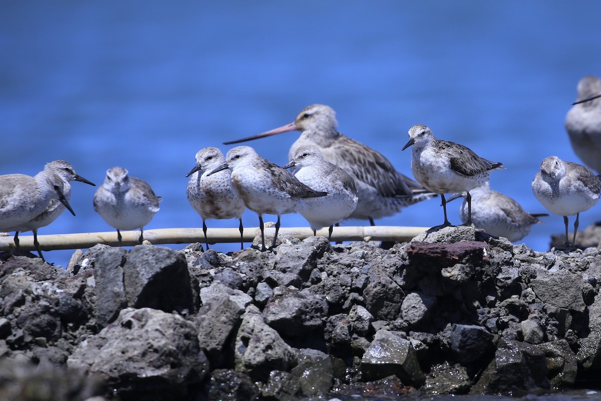 Red Knot - ML645037129