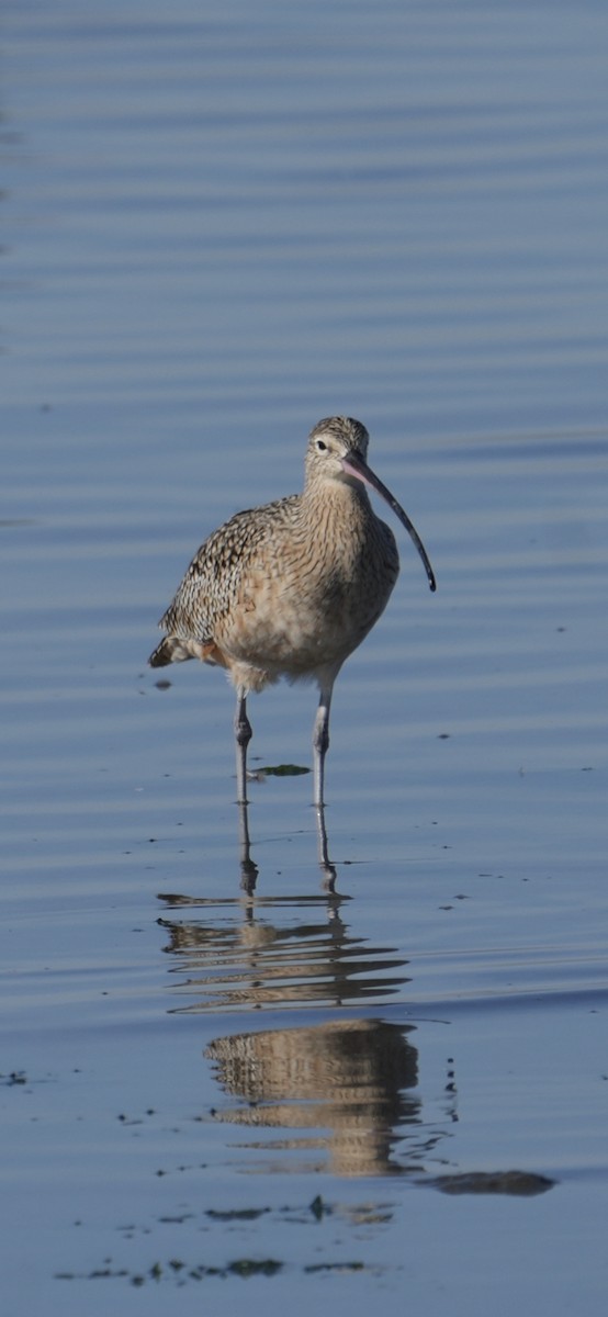 Кульон американський - ML645037131