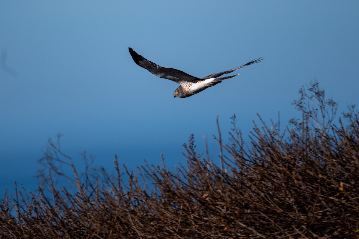 Лунь американський - ML645037136