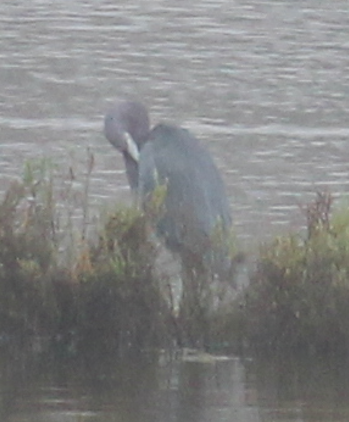 Little Blue Heron - ML645037142