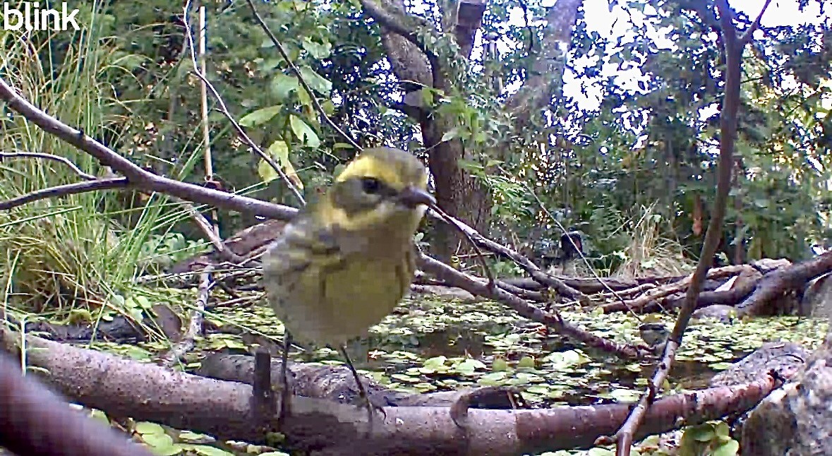 Townsend's Warbler - ML645037155