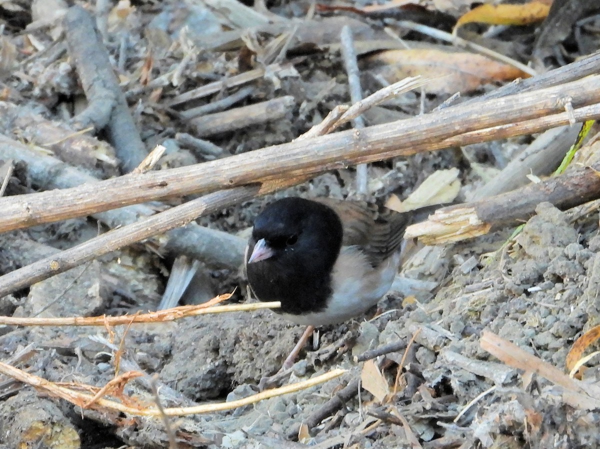 Dark-eyed Junco - ML645037156