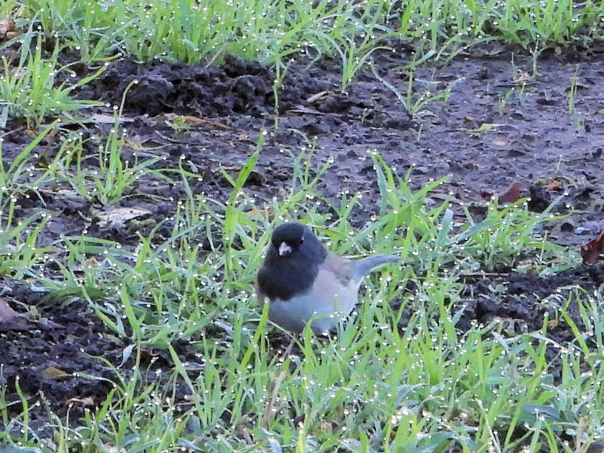 Dark-eyed Junco - ML645037157