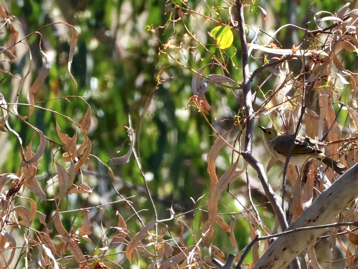 White-plumed Honeyeater - ML645037160
