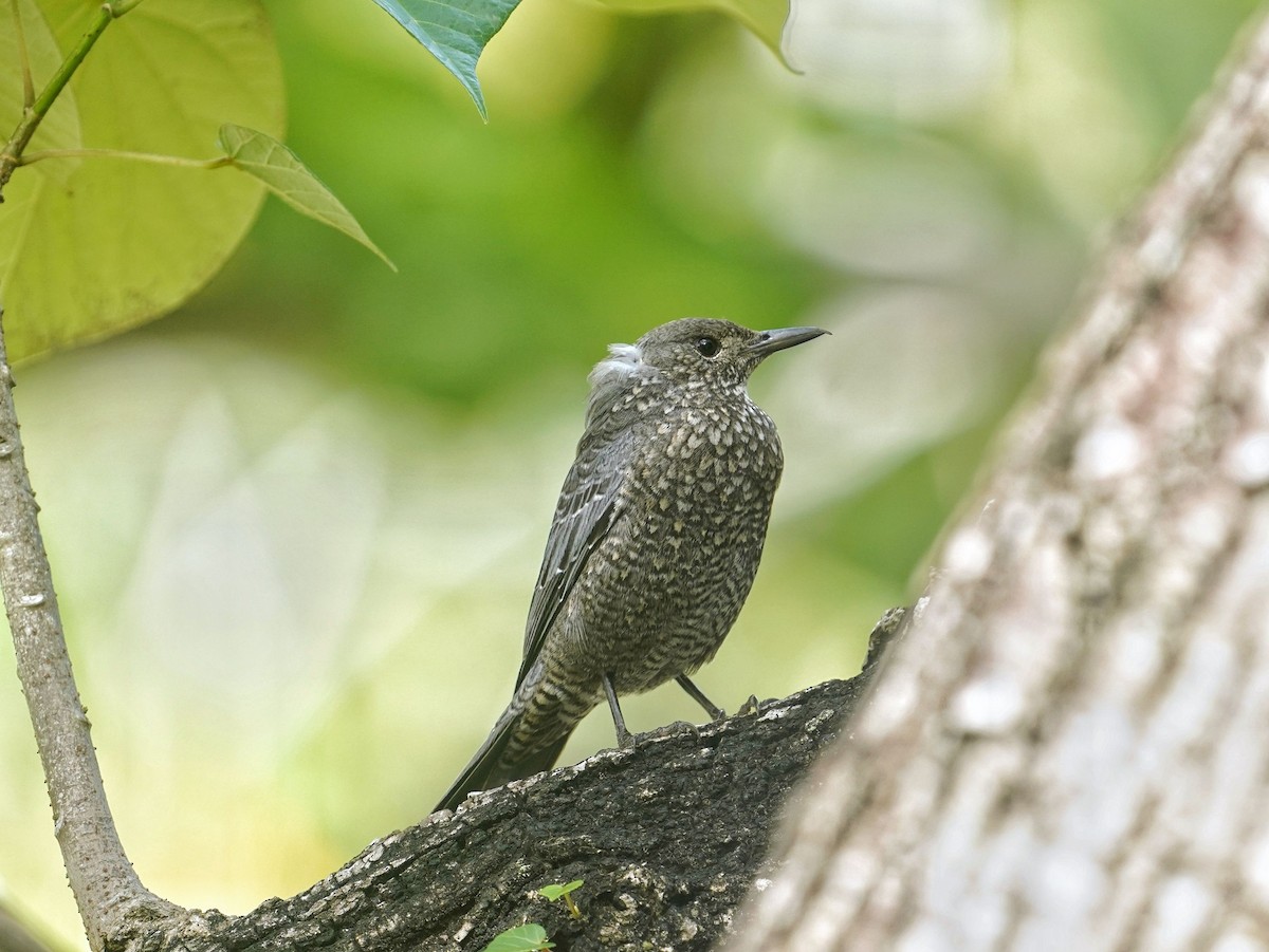 藍磯鶇 - ML645037164