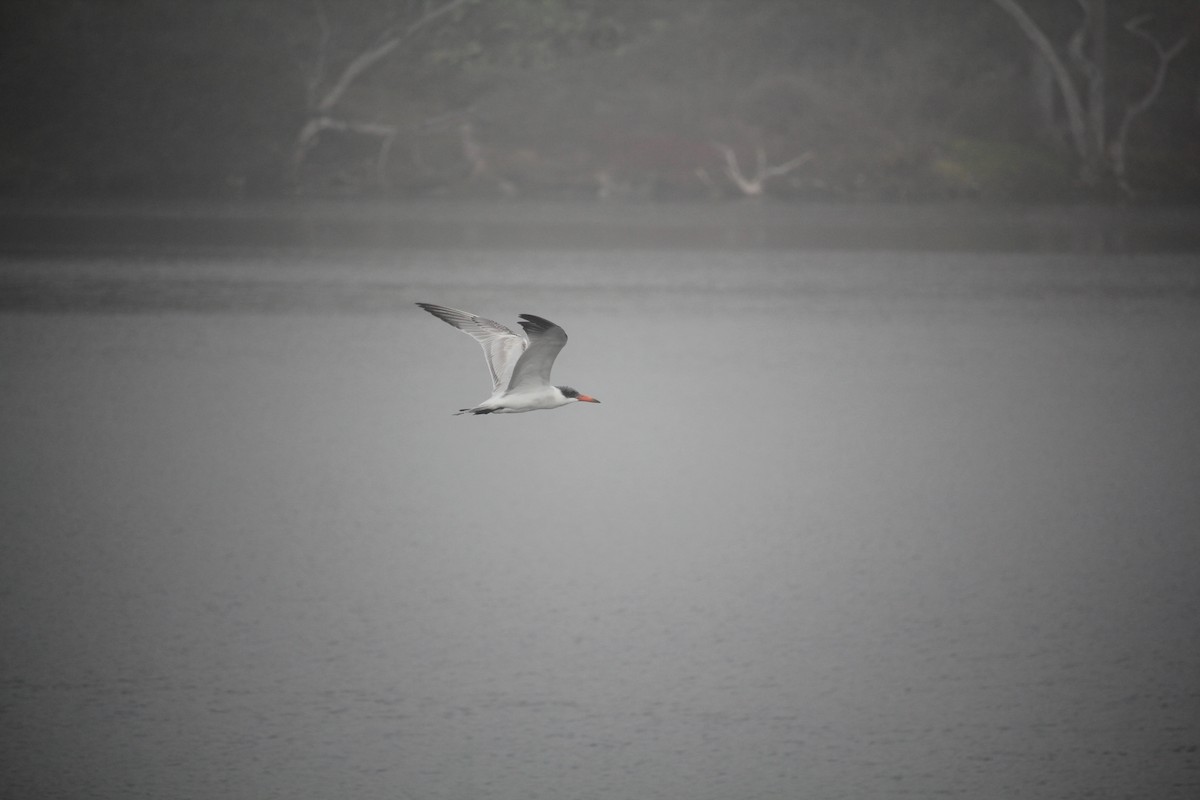 Sterna maggiore - ML645037183