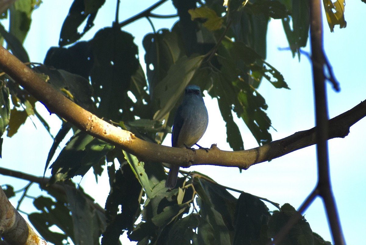 Turquoise Flycatcher - ML645037187