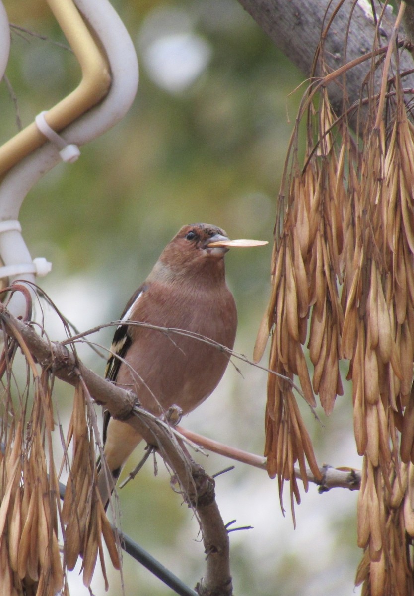 Дуулгат бужирга - ML645037192