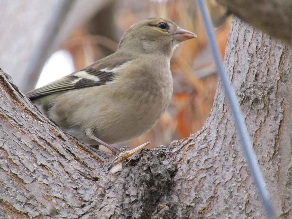 Дуулгат бужирга - ML645037193