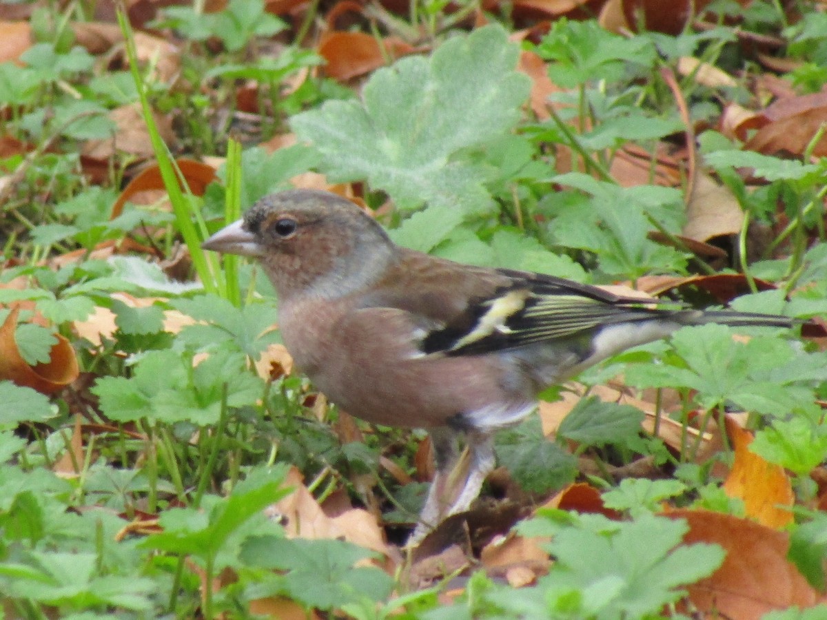 Дуулгат бужирга - ML645037194