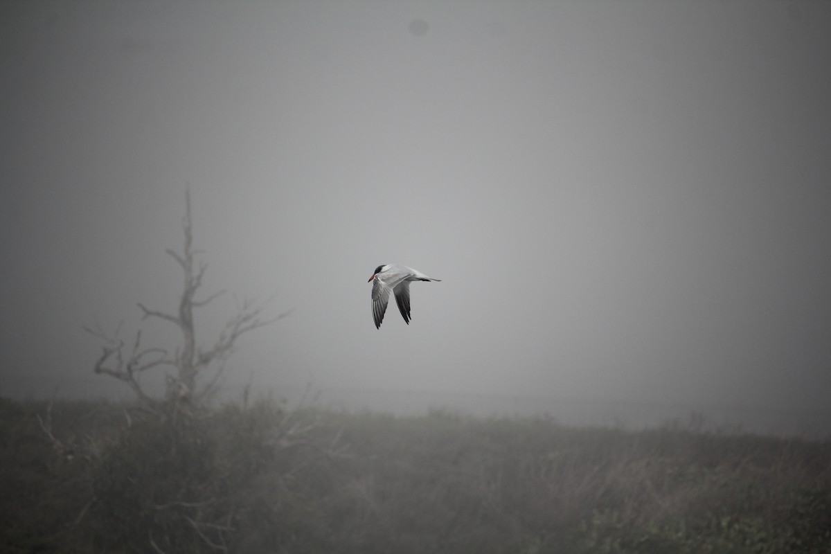 Sterna maggiore - ML645037195