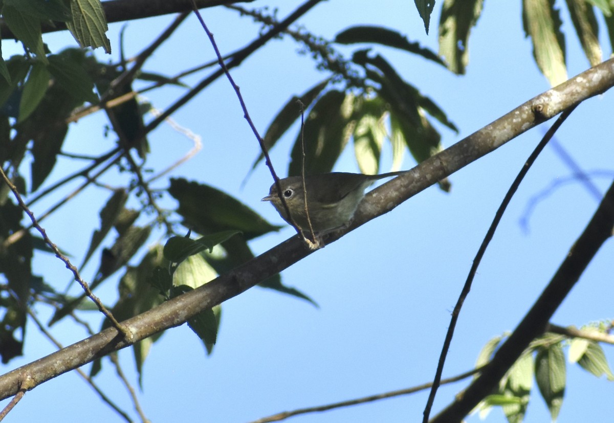 Вівчарик острівний - ML645037196