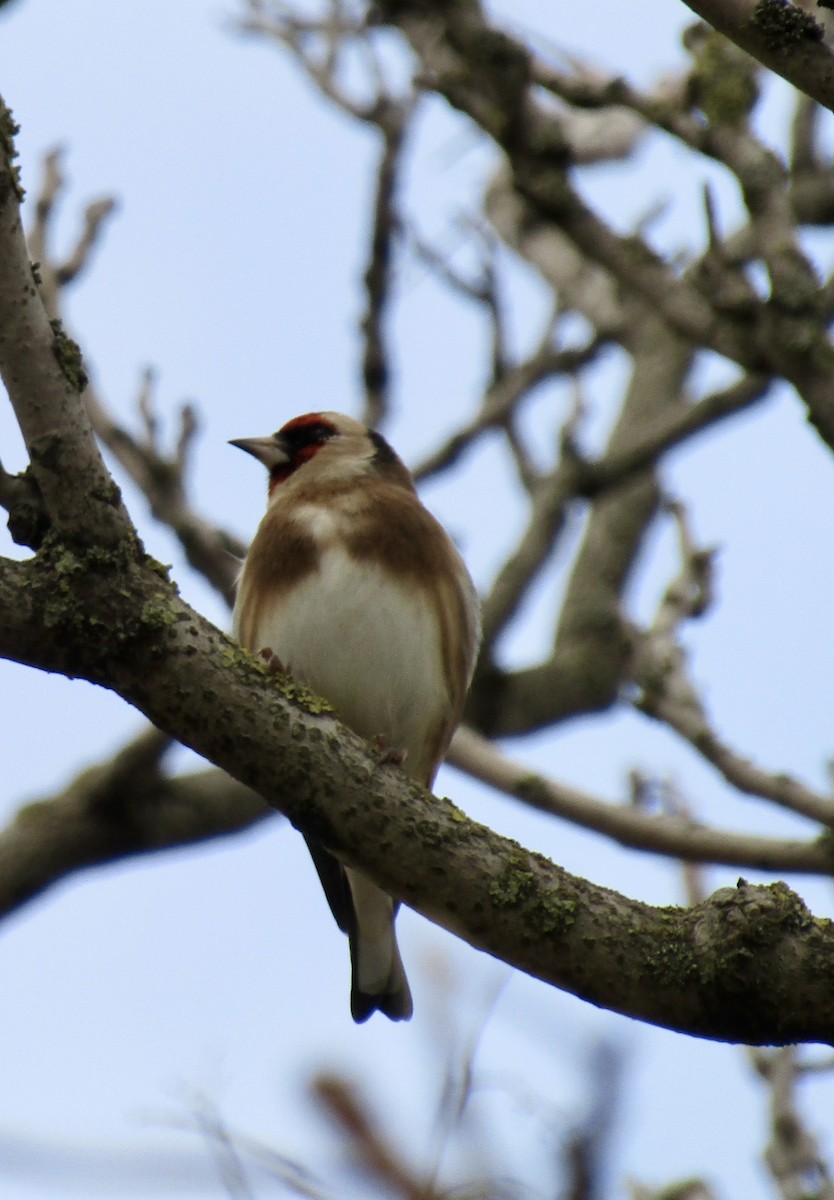 Бор бужирга - ML645037204