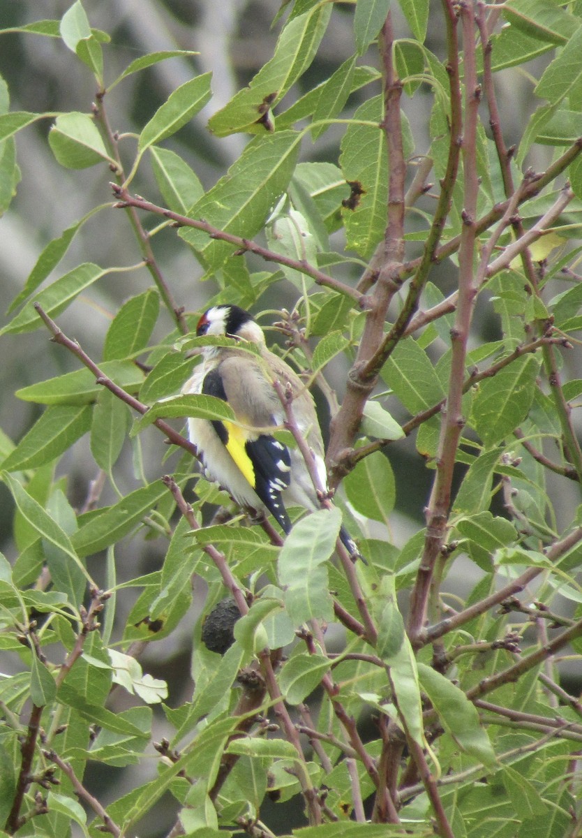 Бор бужирга - ML645037205