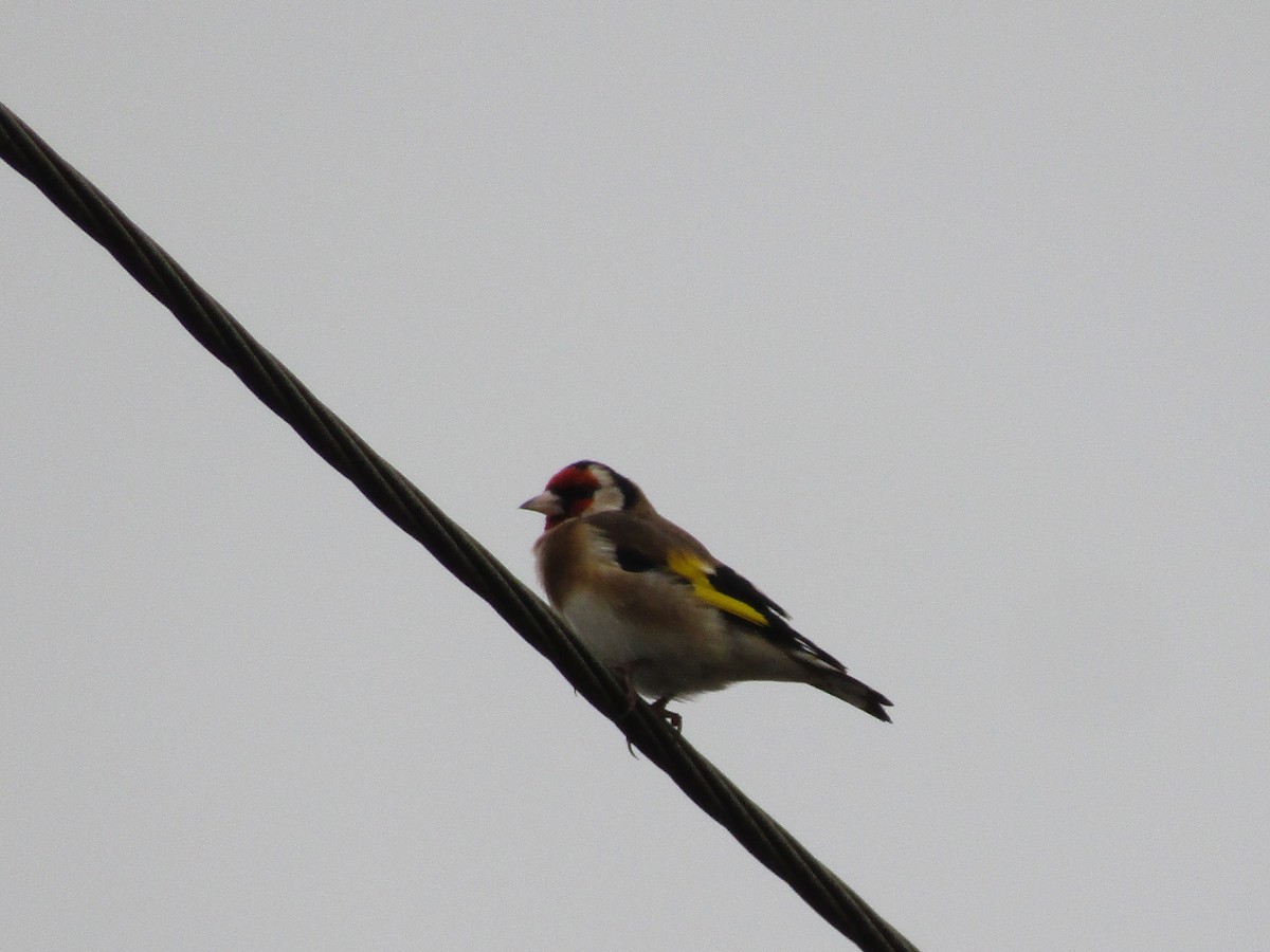 Бор бужирга - ML645037206