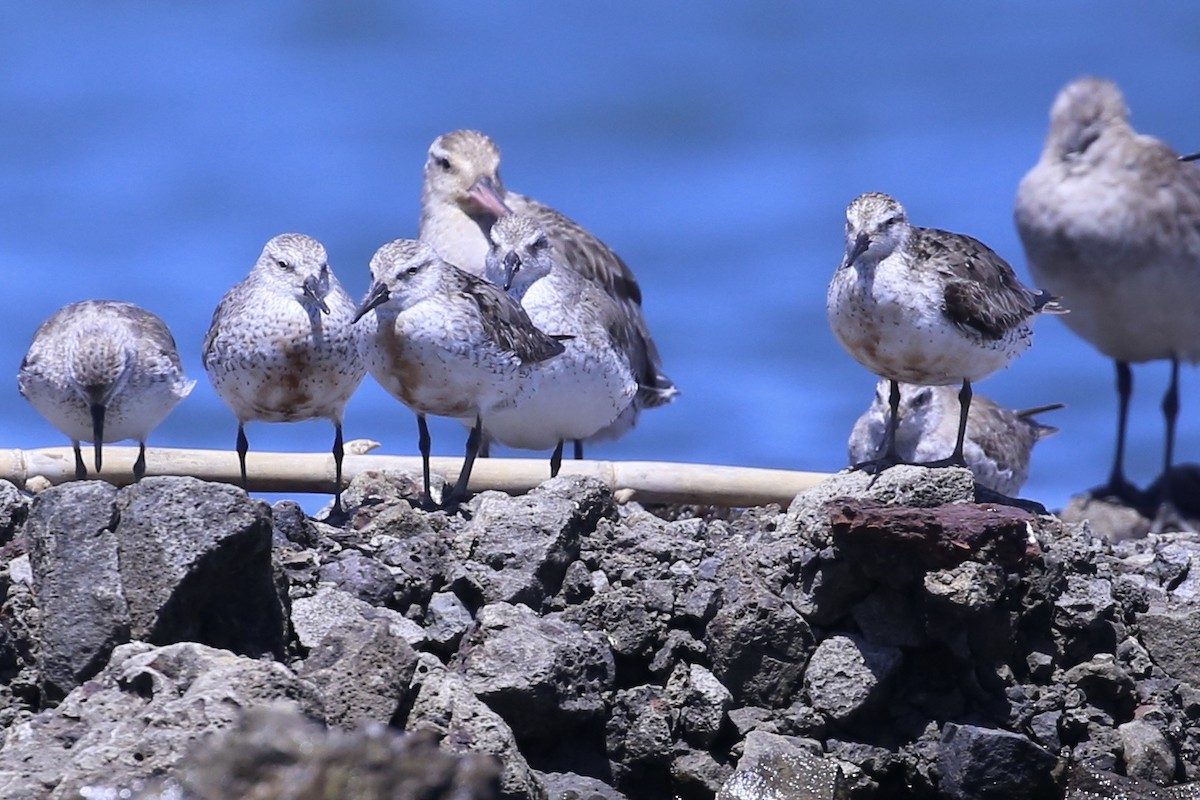 Red Knot - ML645037207