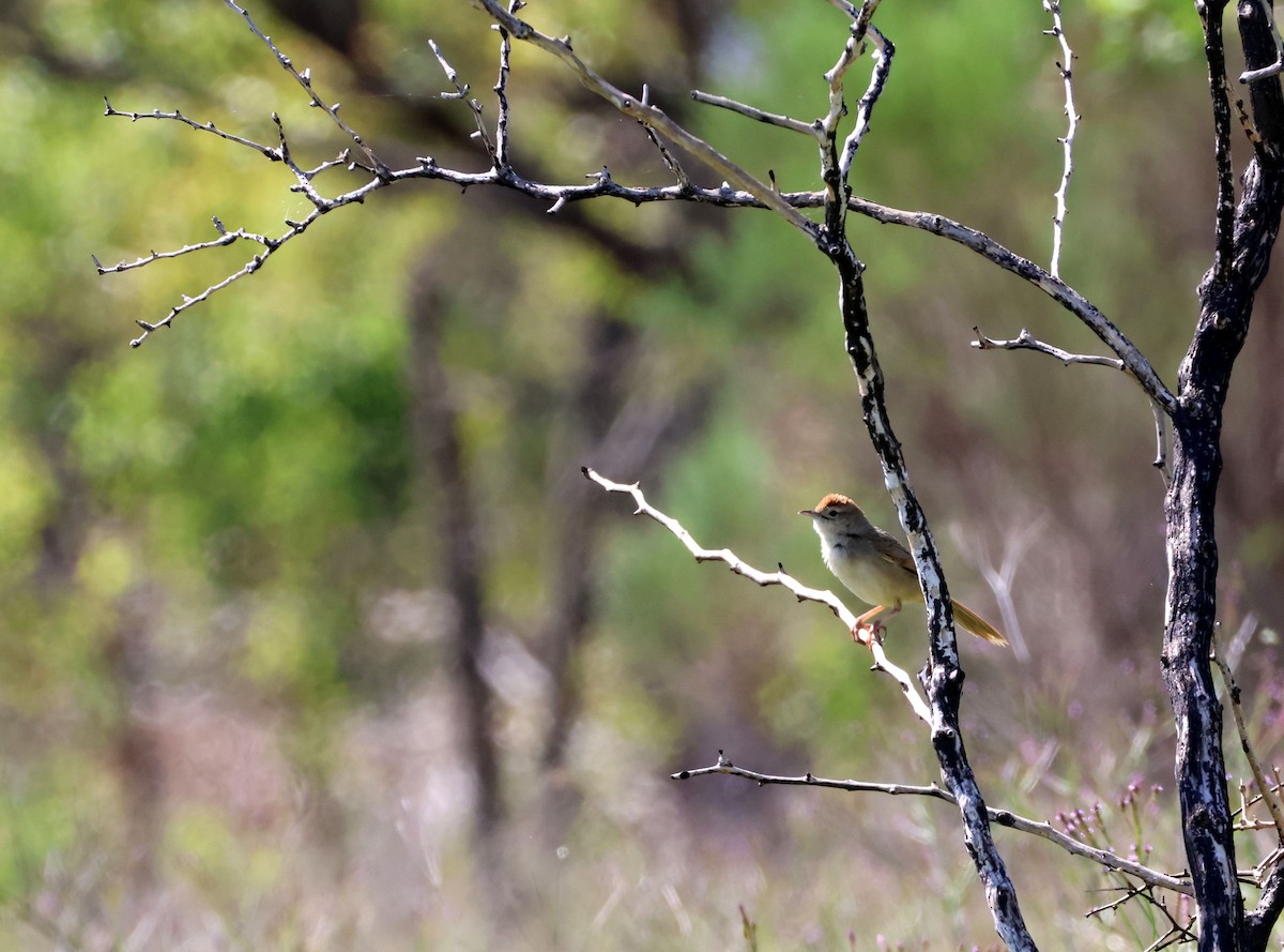 Матата руда - ML645037210