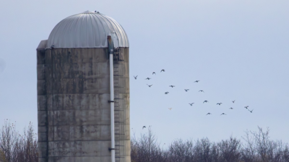 Haitz-usoa (etxekoa) - ML645037217