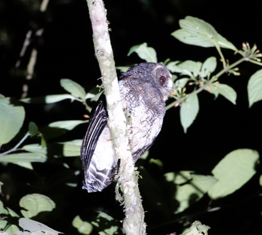 Mottled Owl - ML645037218