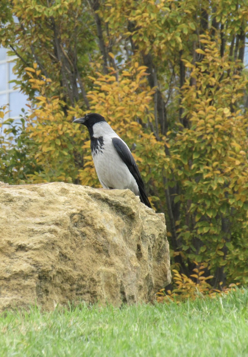 Саарал хэрээ - ML645037232