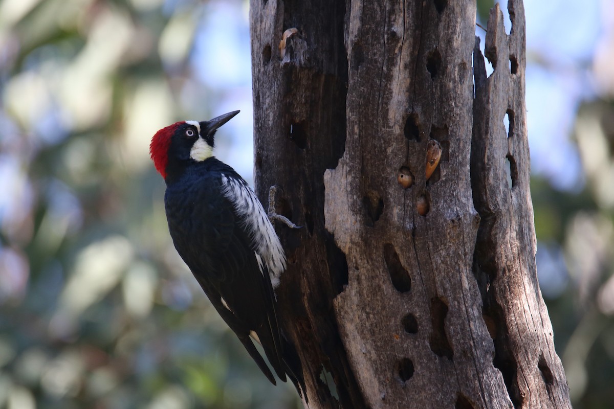 Acorn Woodpecker - ML645037241