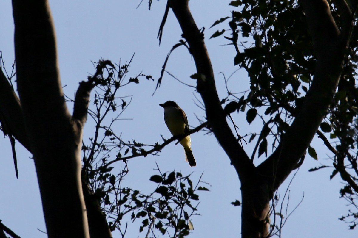 Thick-billed Kingbird - ML645037252