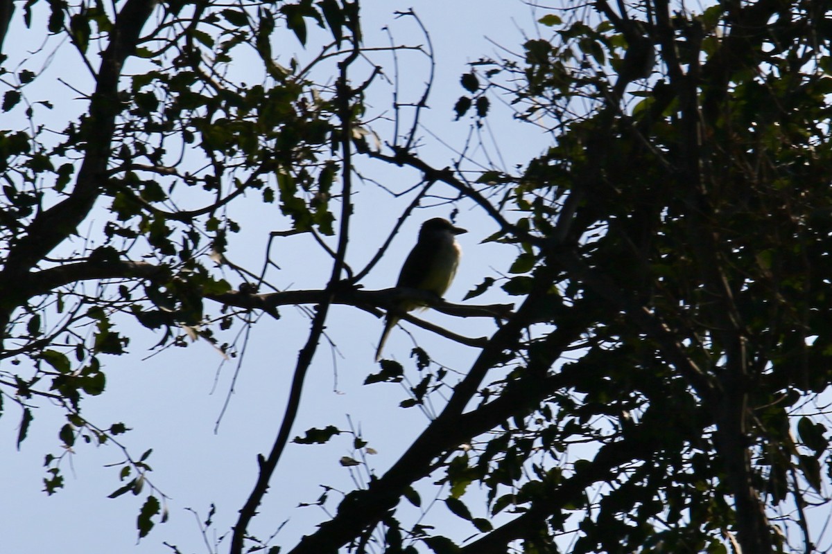 Thick-billed Kingbird - ML645037256