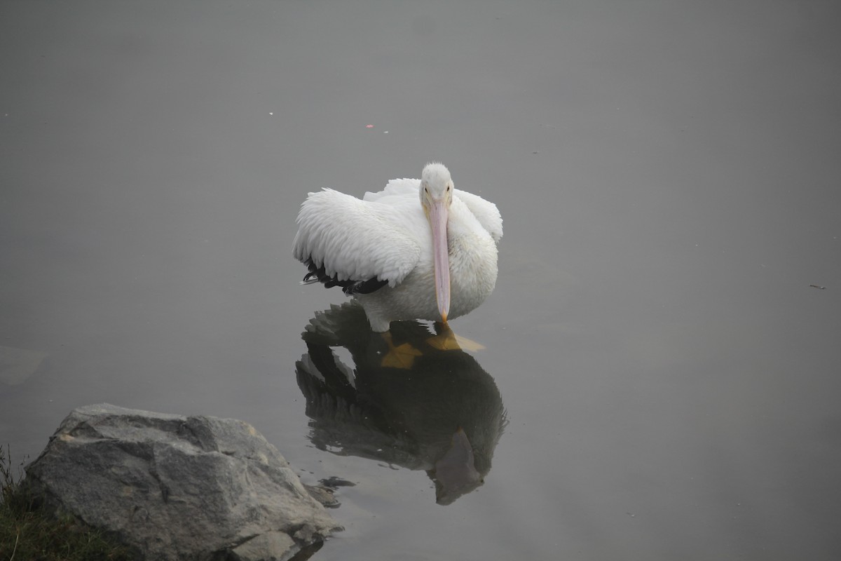 American White Pelican - ML645037257