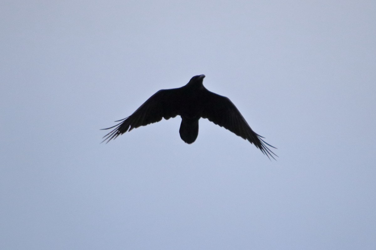 Cuervo Grande - ML645037258