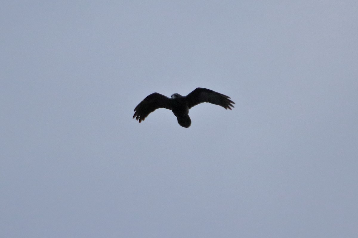 Cuervo Grande - ML645037259