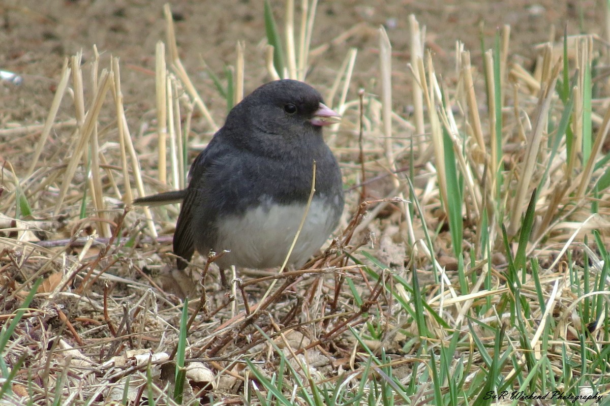 Dark-eyed Junco (Slate-colored) - ML645037263