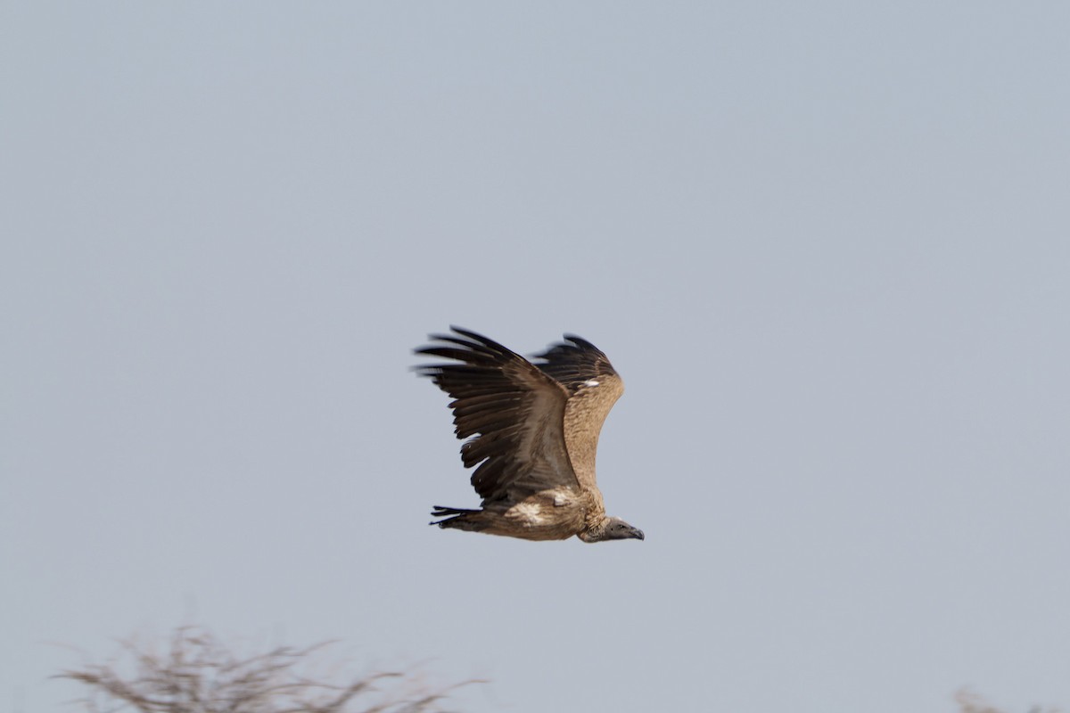 White-backed Vulture - ML645037269