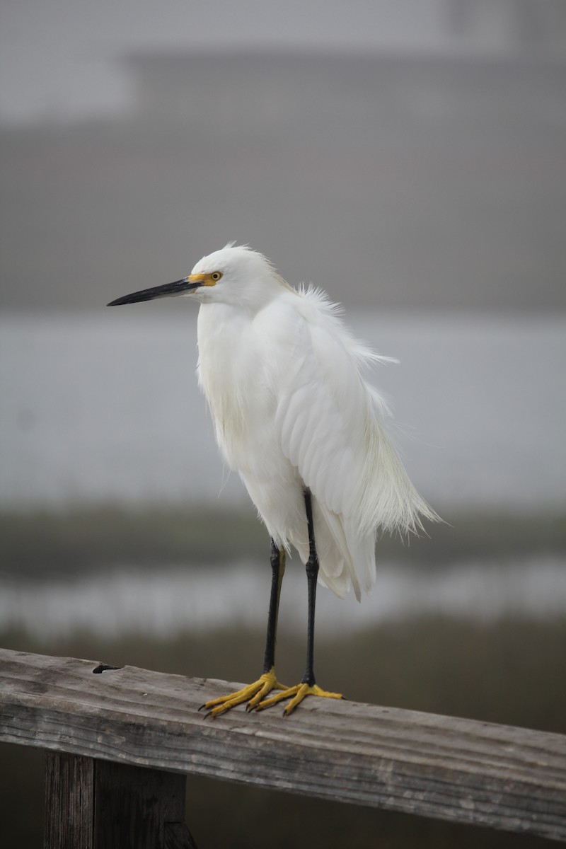 Snowy Egret - ML645037282