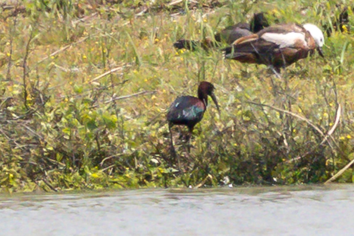 Glossy Ibis - ML645037284