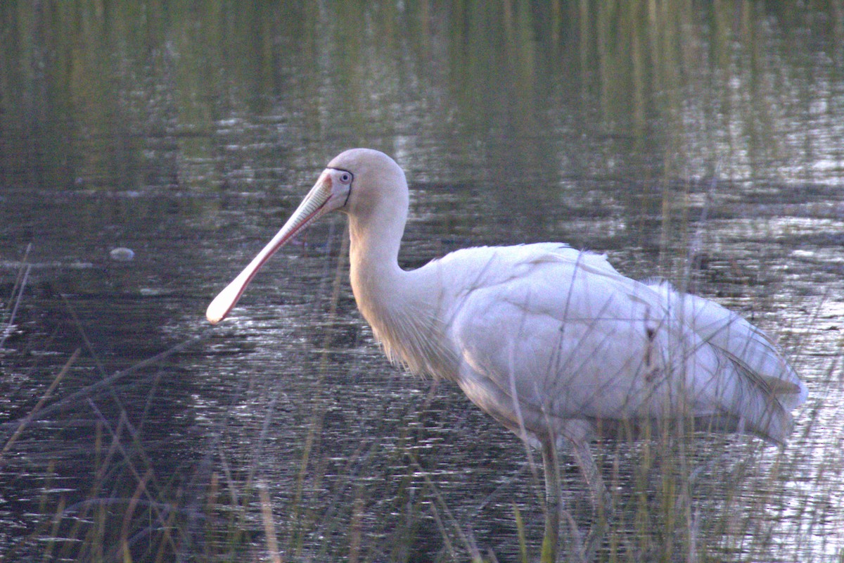 Yellow-billed Spoonbill - ML645037304
