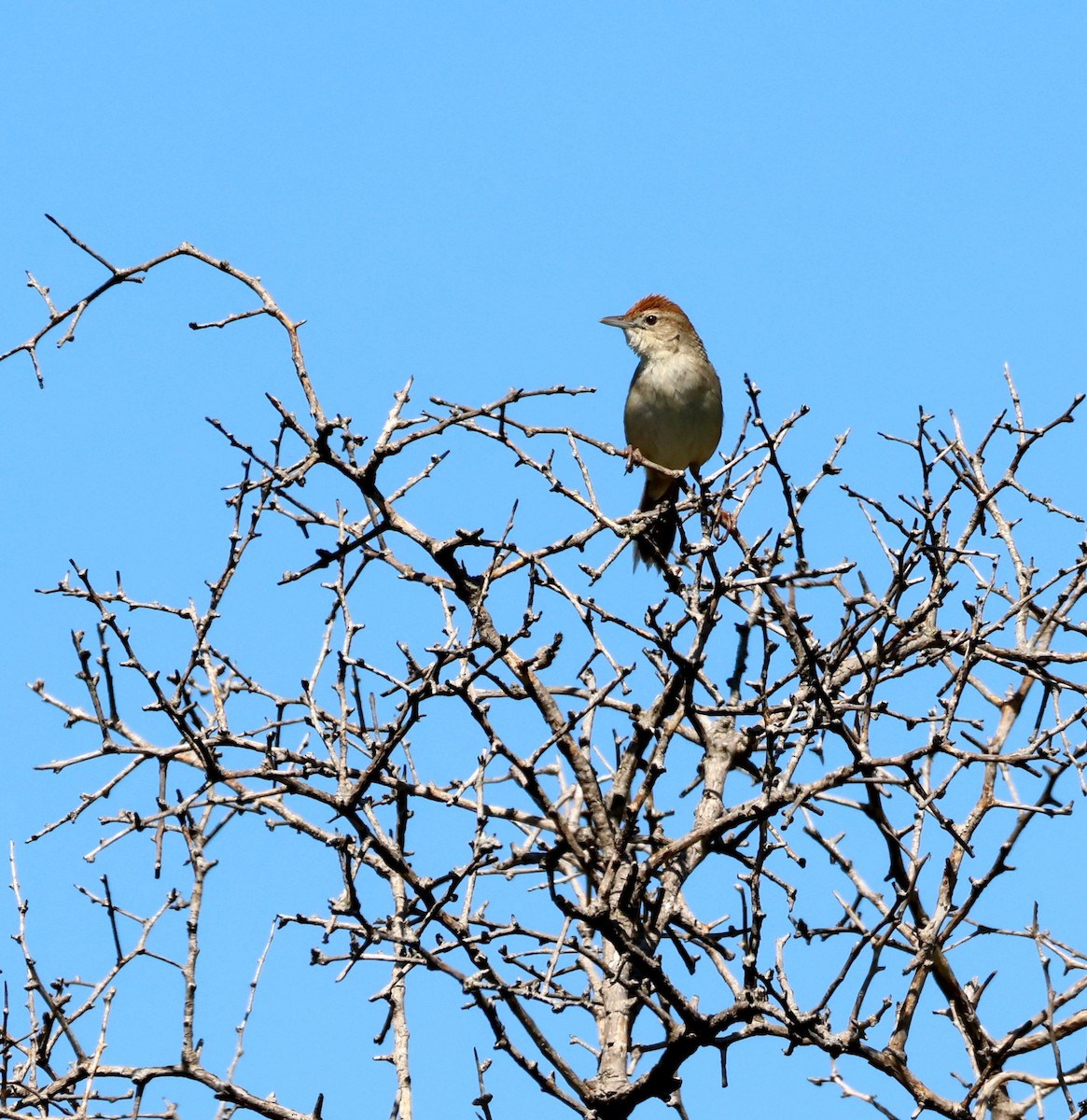 Матата руда - ML645037308