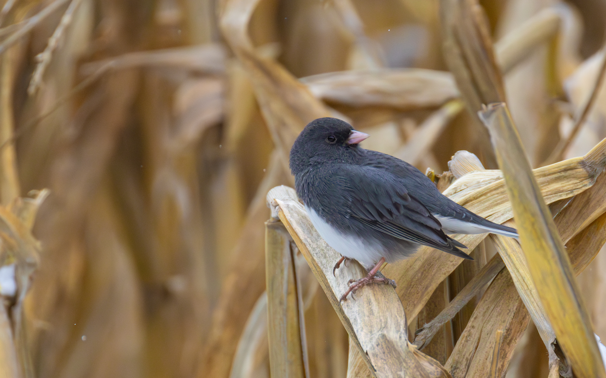 Dark-eyed Junco - ML645037310