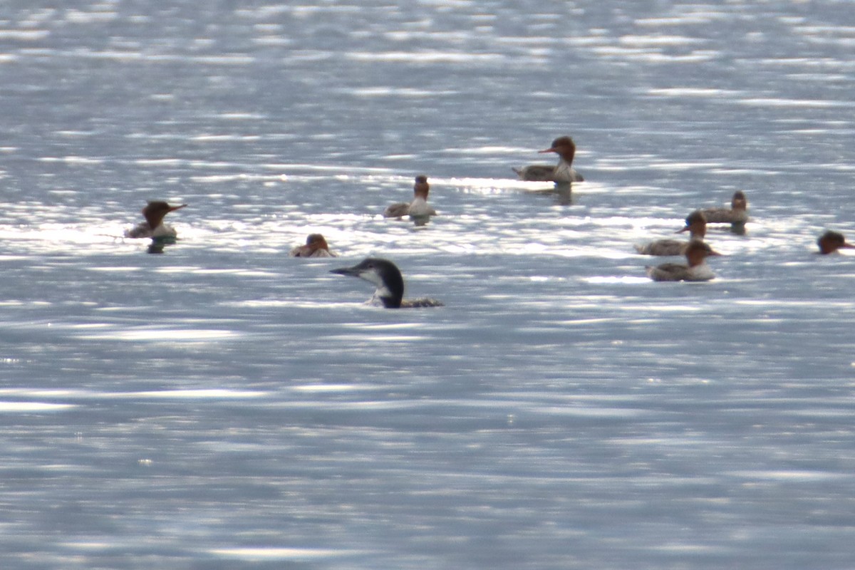 Common Loon - ML645037311