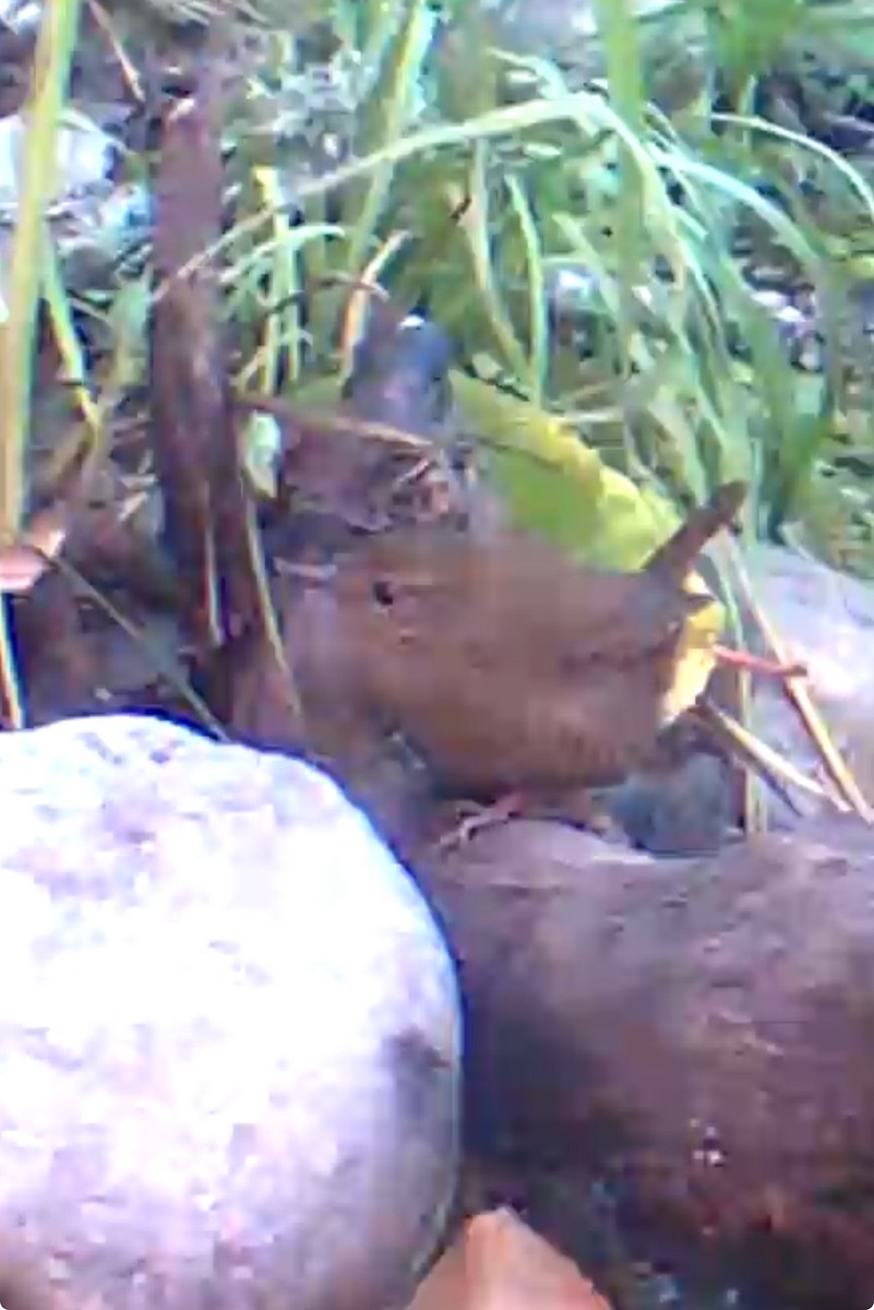 Pacific Wren - ML645037312