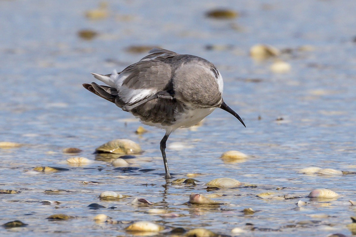 Wrybill - ML645037319